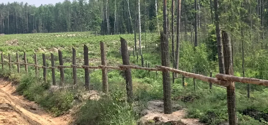 Miškinis tinklas (L tipo), nuotrauka 9
