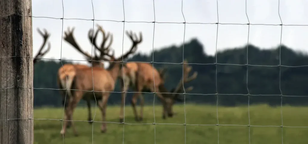 Miškinis tinklas (L tipo), nuotrauka 7