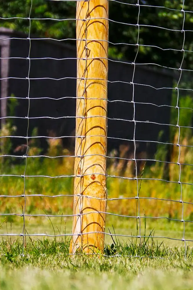 Miškinis tinklas (L tipo), nuotrauka 3