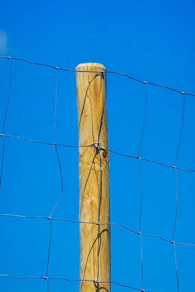 Miškinis tinklas (L tipo), nuotrauka 4