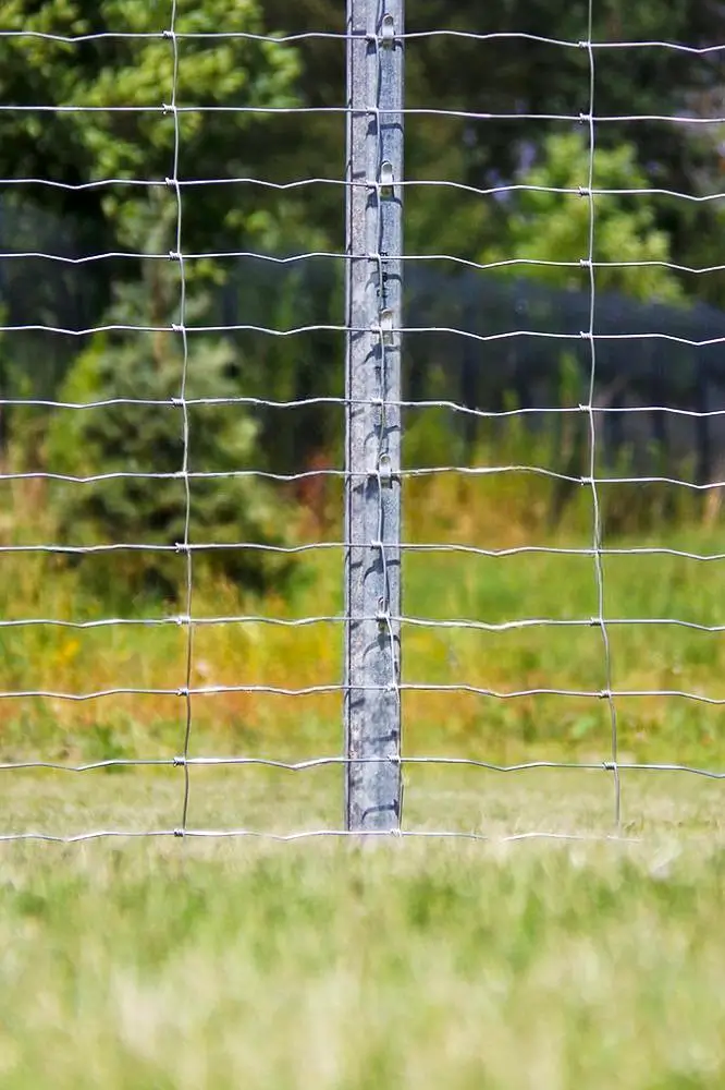 Miškinis tinklas (L tipo), nuotrauka 3