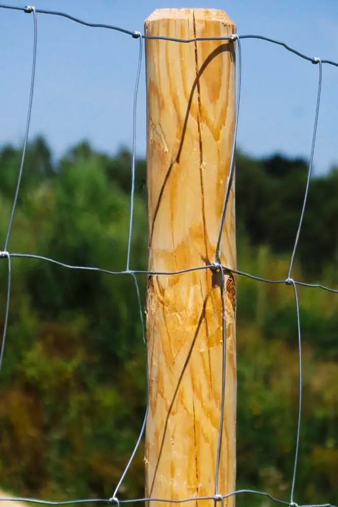 Miškinis tinklas (L tipo), nuotrauka 2