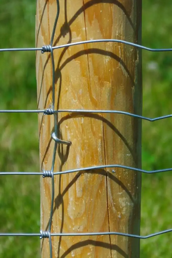 Miškinis tinklas (L tipo), nuotrauka 1